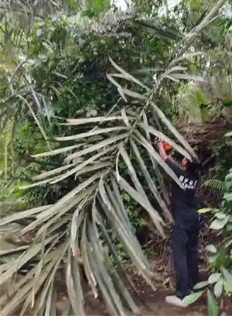 Pohon Tumbang di Jalan menuju Pura Sada, Banjar Pande, Desa Abiansemal, Kecamatan Abiansemal Tanggal 31 Juli 2024